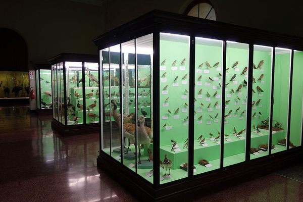 Bird room.