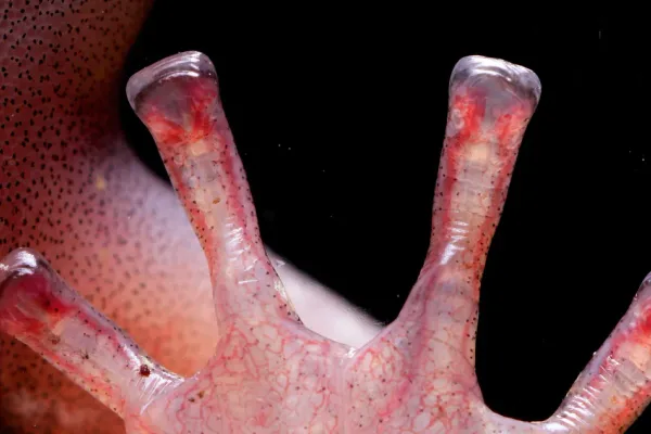 The square-shaped, blood-filled toe tips of a wandering salamander (Aneides vagrans) help them navigate their treetop habitat.