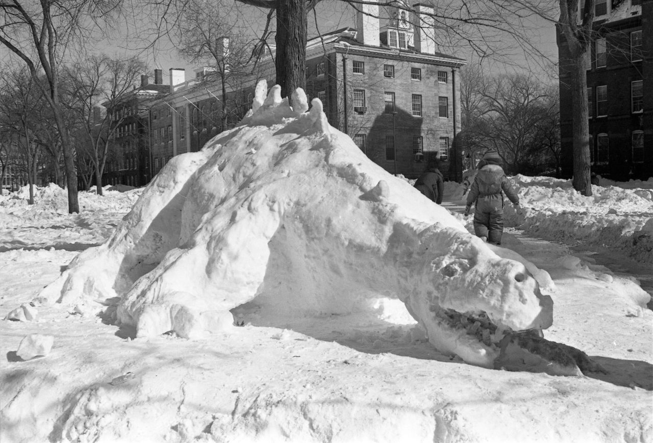 This creature, birthed in Cambridge's Harvard Yard after a blizzard in 1978, isn't it. 