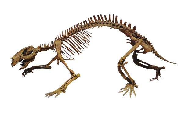 The skeleton of <em>Adalatherium</em>, the oldest mammal that's been found south of the equator.