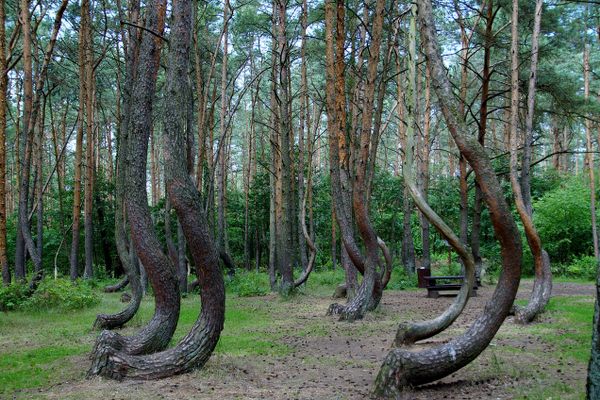Crooked Forest (krzywy las)