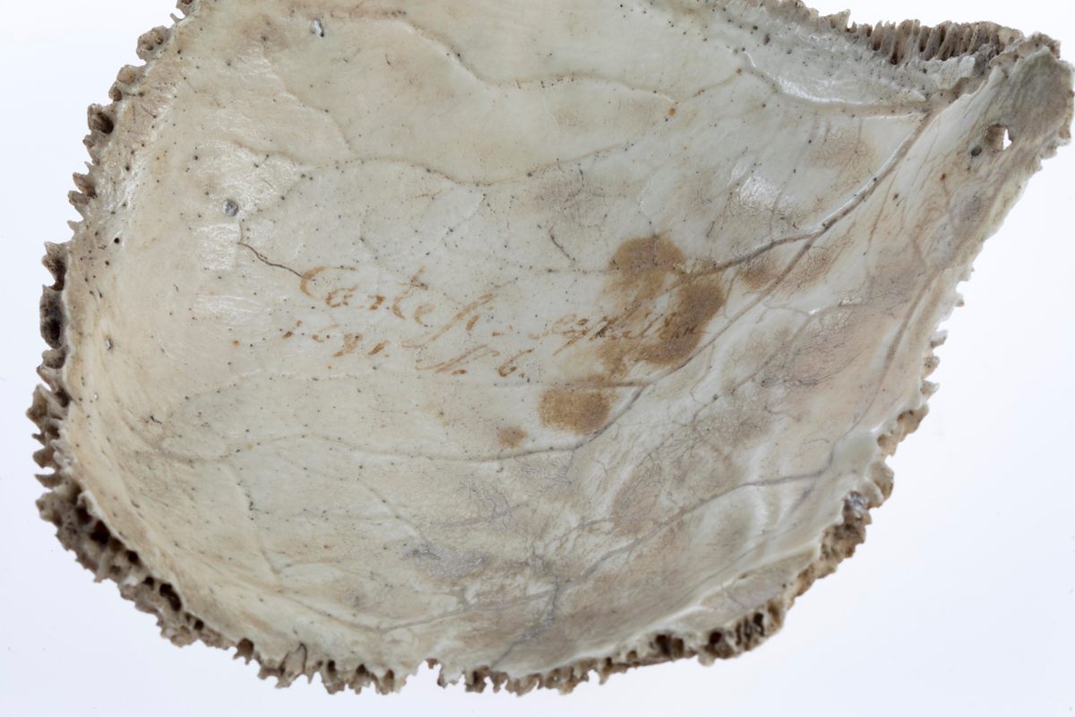 Inside the left parietal bone donated to Lund University in 1780 is an inscription in Swedish that translates to "the skull of Descartes, 1691, number 6."