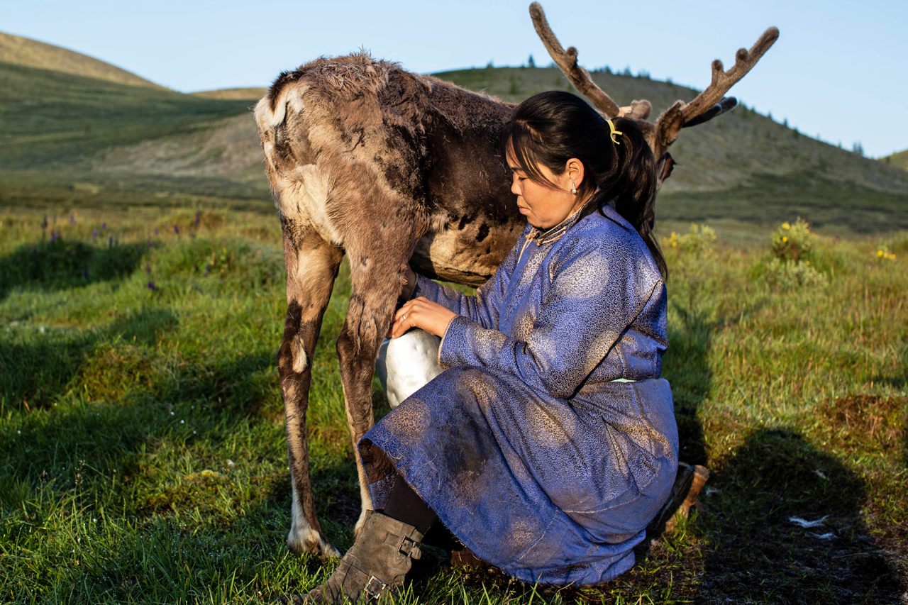 Otgontsetseg milking one of the reindeer in her herd.