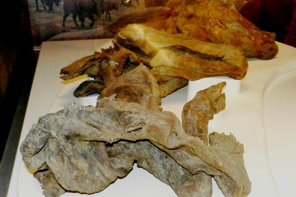 Mummified bison showing full body. 