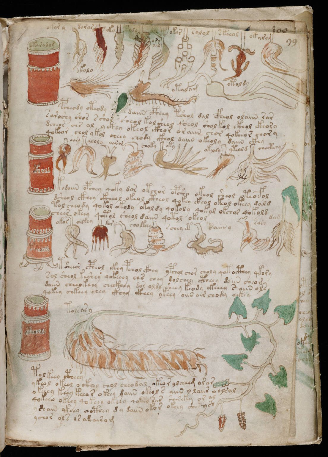 Illustrations show leaves, roots, and other flora.