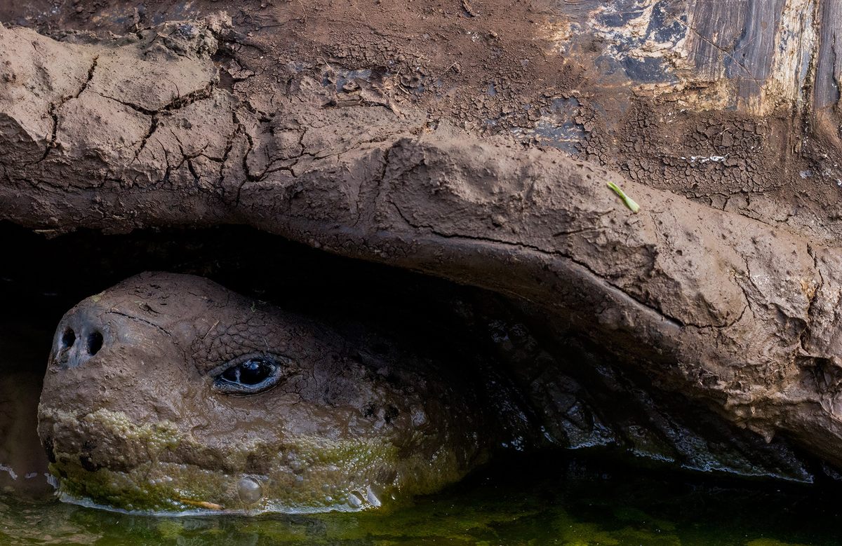 The critically endangered Western Santa Cruz or Indefatigable Island giant tortoise.
