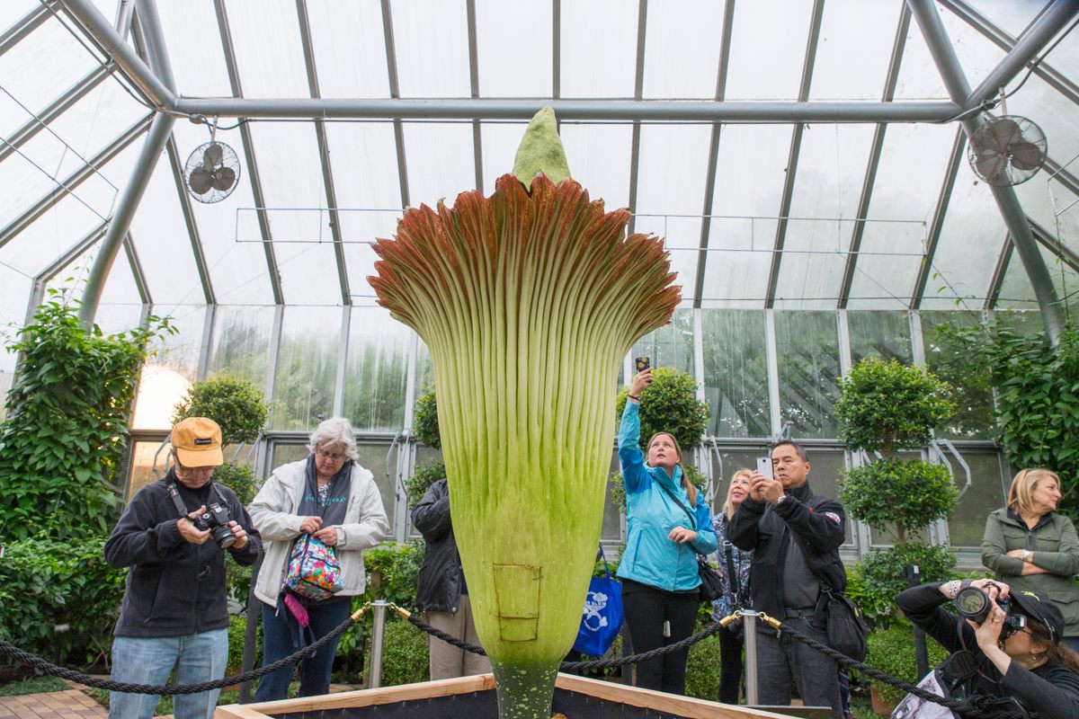 Alice, an example of the corpse flower <em>Amorphophallus titanum</em> blooming in 2015.