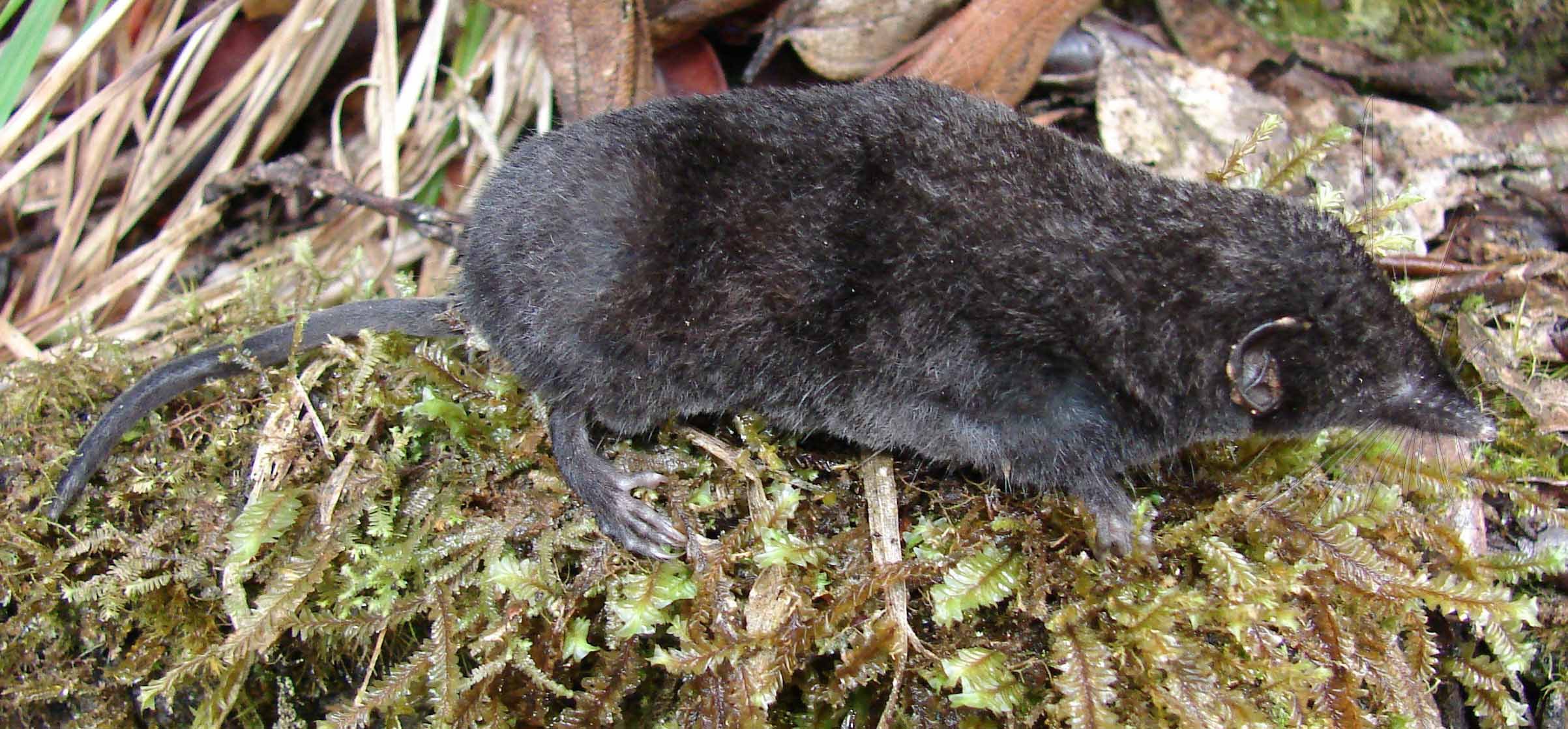 The Palawan moss shrew searches for a meal of earthworms.