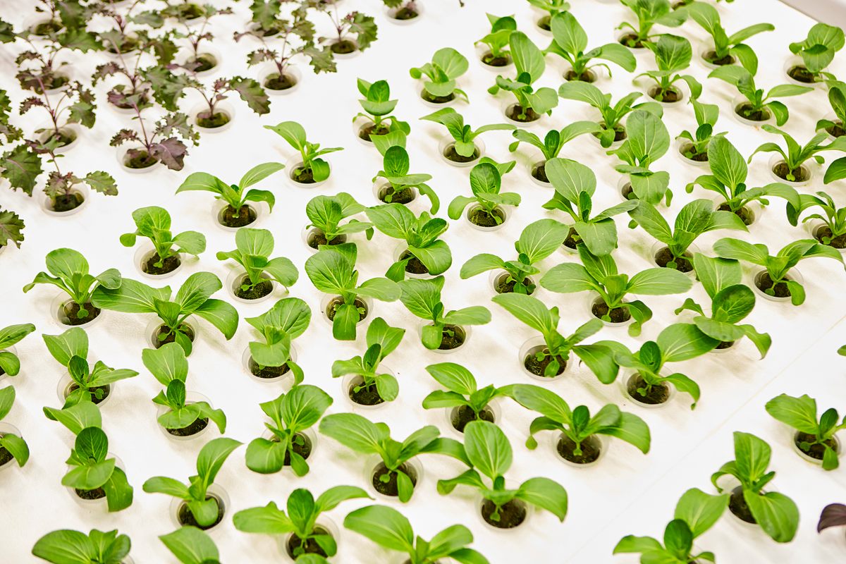 Compact spacing techniques unique to hydroponic farms allow Iron Ox to grow 30 times the yield per acre compared to outdoor farming, according to Alexander.