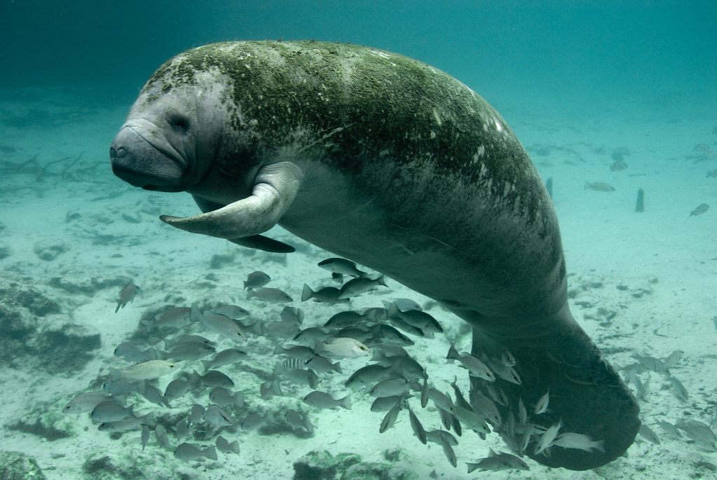 A manatee photographed at Manatee Springs. 