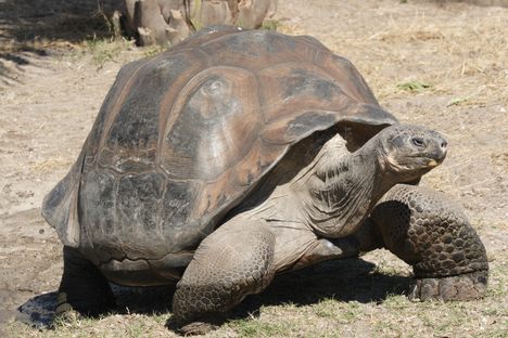 Domed Galápagos tortoises have rounded shells that seem to help them right themselves. 