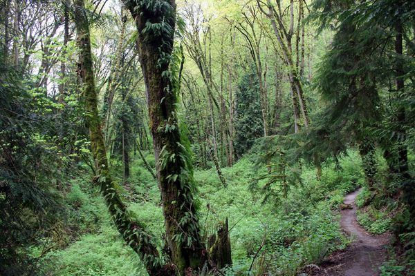 Path through the forest.
