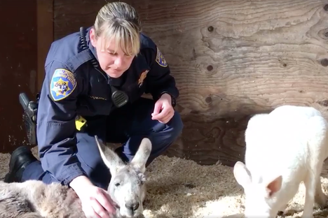 Found: An Albino Kangaroo Abandoned in a Dam Evacuation