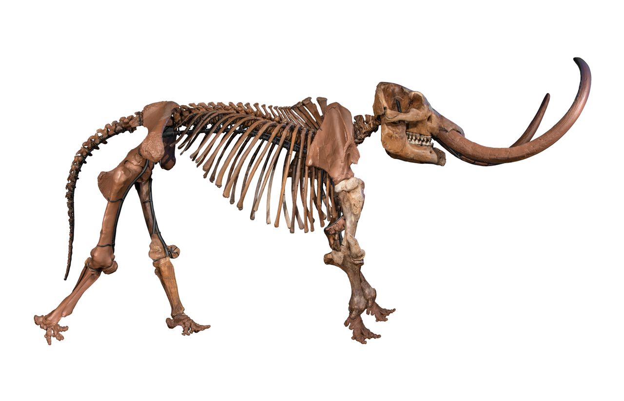 The well-preserved remains of Fred, also known as the Buesching Mastodon, were found in 1998 near Fort Wayne, Indiana.