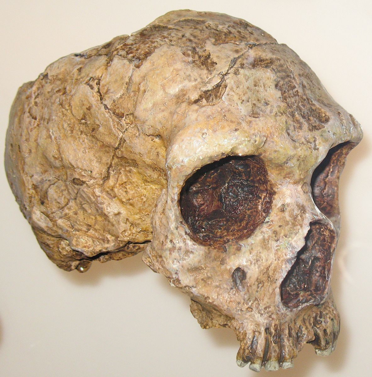 A Neanderthal skull, currently housed at the American Museum of Natural History. (Photo: Angoria/