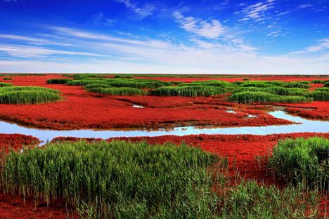 Red Seabeach 