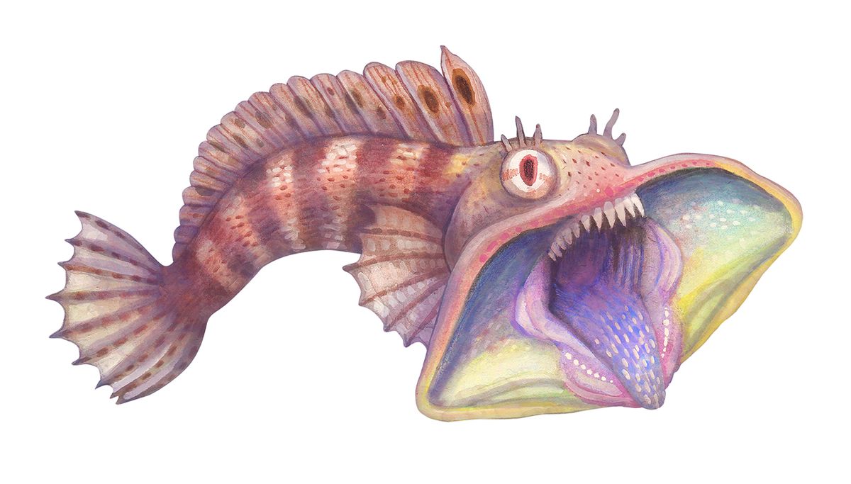 The sarcastic fringehead is temperamental and aggressive in behavior. (Imagine that!)