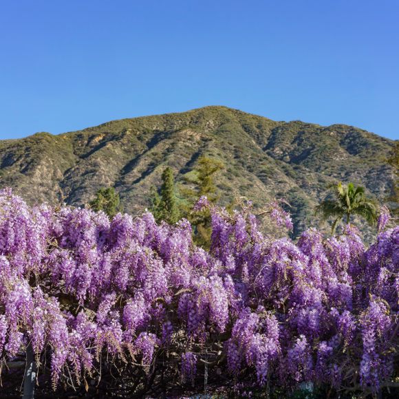 Purple Wisteria climbing vines high quality seeds from California 