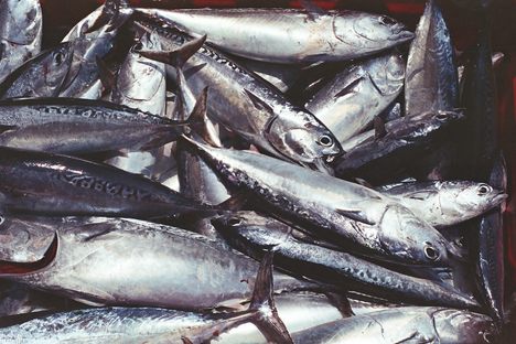 Over Half of Fish Caught Off New Zealand Are Not in Official Records 