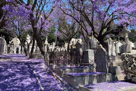 The jacaranda trees blooming in the Spring