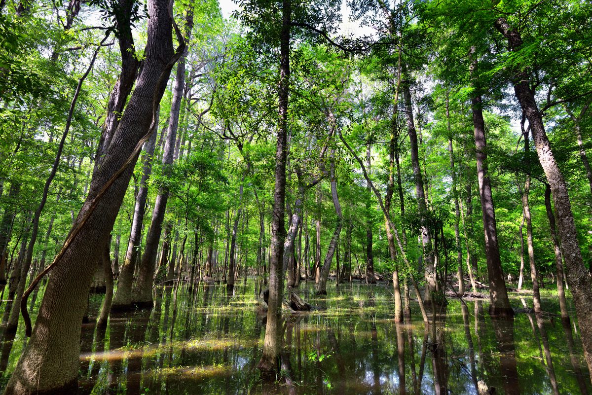 The area around the park's Boardwalk Loop Trail is filled with cypress trees and, occasionally, floodwater.