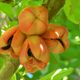 Ackee fruit is entirely poisonous until its exterior turns red and splits open.