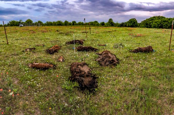 Mass animal die-offs, simulated here in an Oklahoma hog body farm, can negatively impact the surrounding ecosystem. 