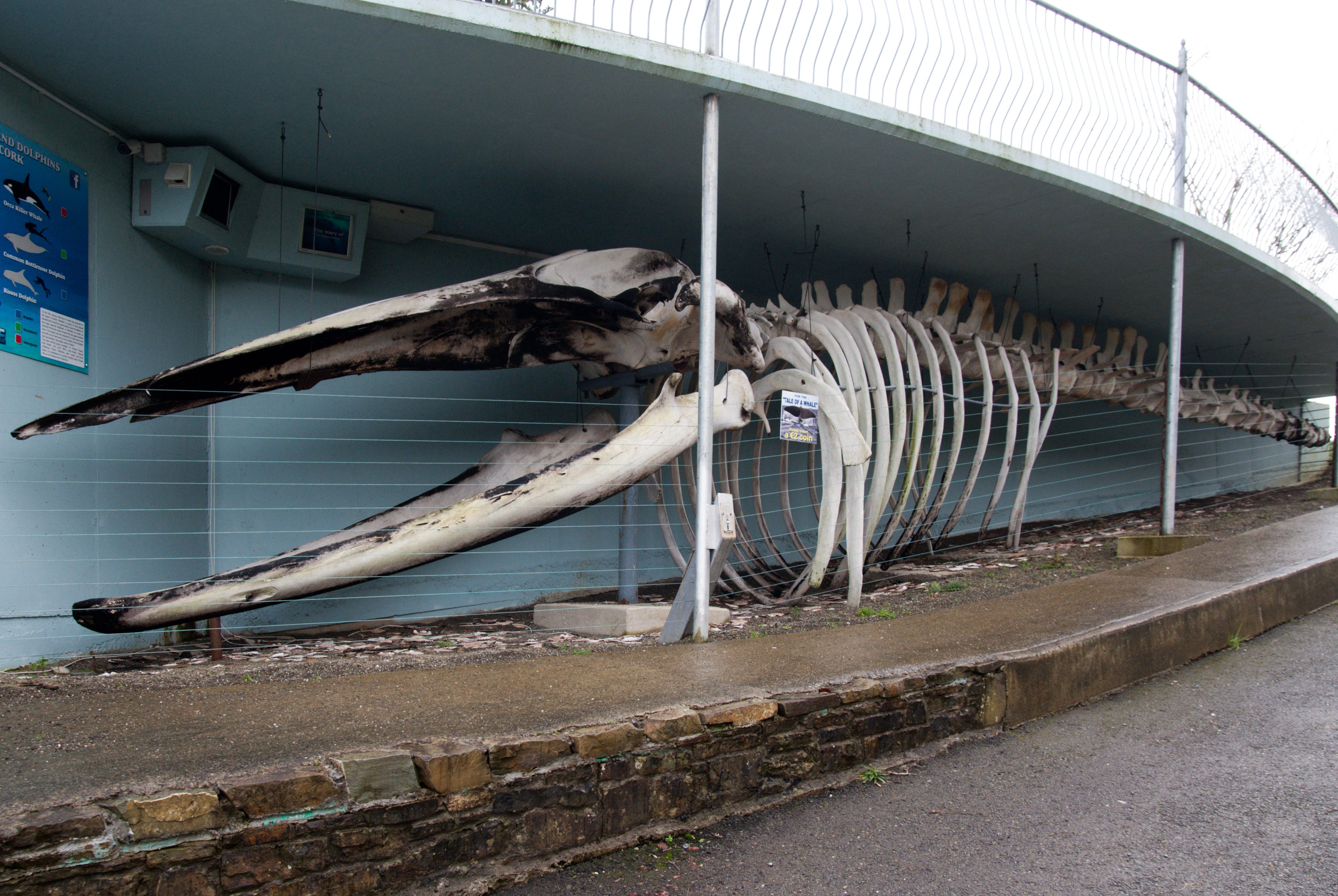 leviathan whale skeleton