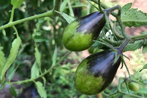 Rainbow Tomatoes Garden