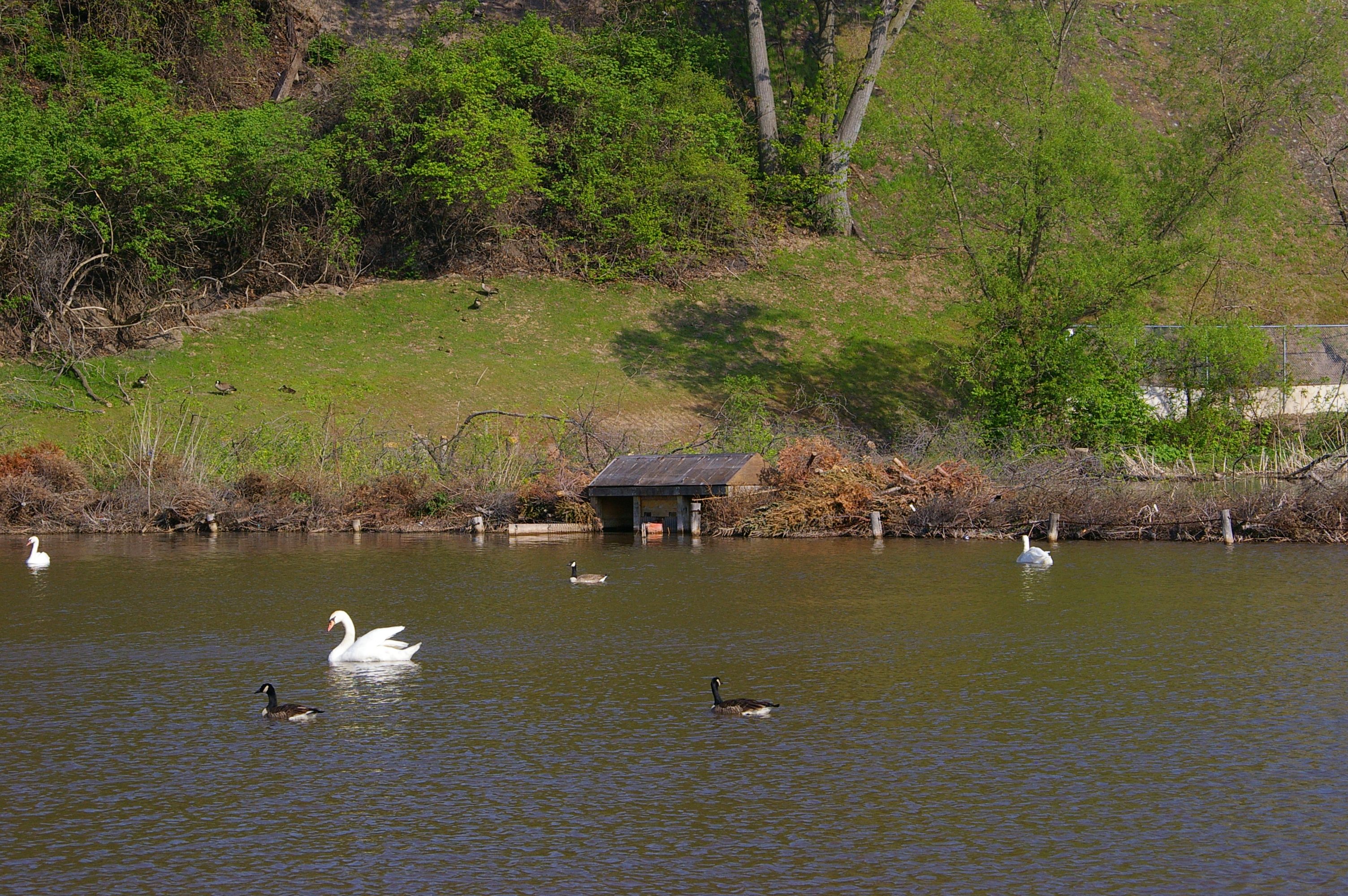 Geese and swans float next to the Christmas tree barrier at Grindstone Creek Marsh.