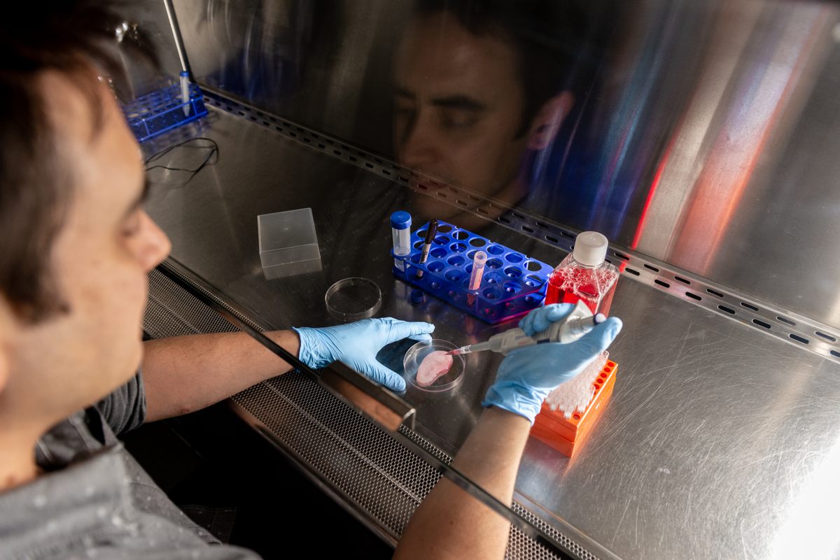 Pelling seeding mammalian cells onto an apple-ear scaffold.