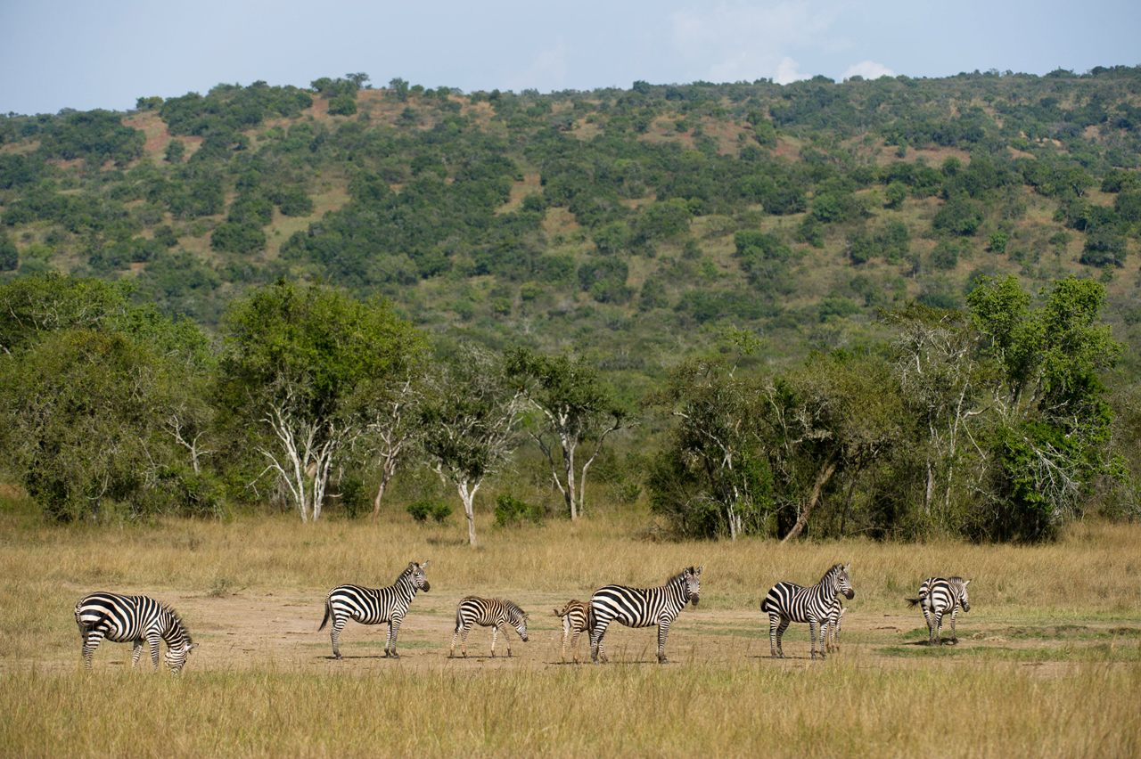 In Rwanda, Learning Whether a ‘Smart Park’ Can Help Both Wildlife and ...