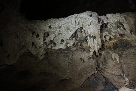Thousands of bats