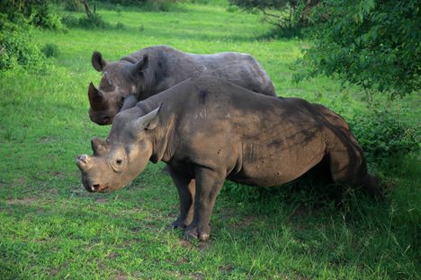 Black rhinos in Akagera National Park. 