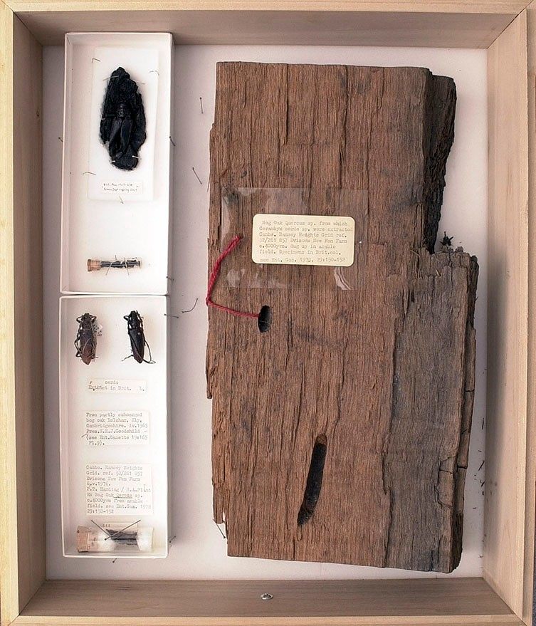 The beetles had bored into this bit of wood during the Bronze Age.