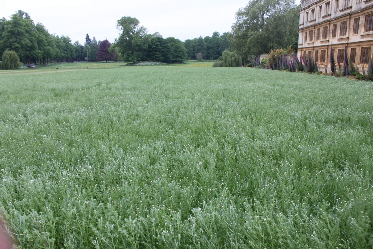 “What we’re doing now is to stop mowing, stop watering, stop fertilizing, stop weed-killing," says King’s research fellow Cicely Marshall. "We're reintroducing plant species that we would expect to grow naturally on this type of soil, and seeing what establishes.”