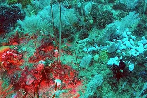 See the wonders of two newfound deep-sea coral reefs off the Galápagos
