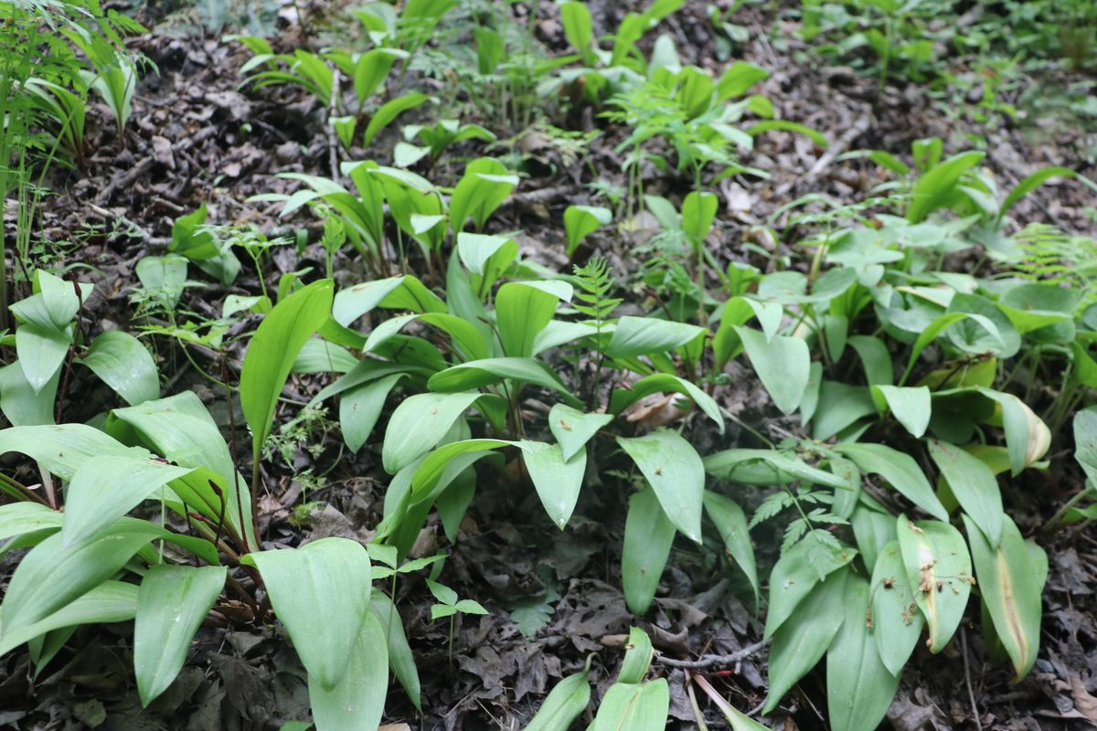 Ramps growing on a sunny bank.
