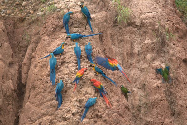 Macaws on the clay lick.