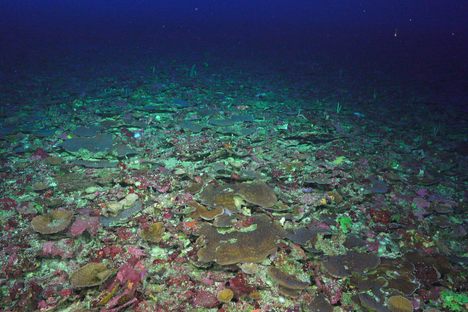 Once the lights go on, colors emerge. Most of this bed of hard coral belongs to the genus Leptoseris, a group abundant in the deeper waters of Hawaiʻi, but observed here for the first time in the Coral Sea. The pink and reddish hues belong to photosynthetic algae pulling energy from the dim light.