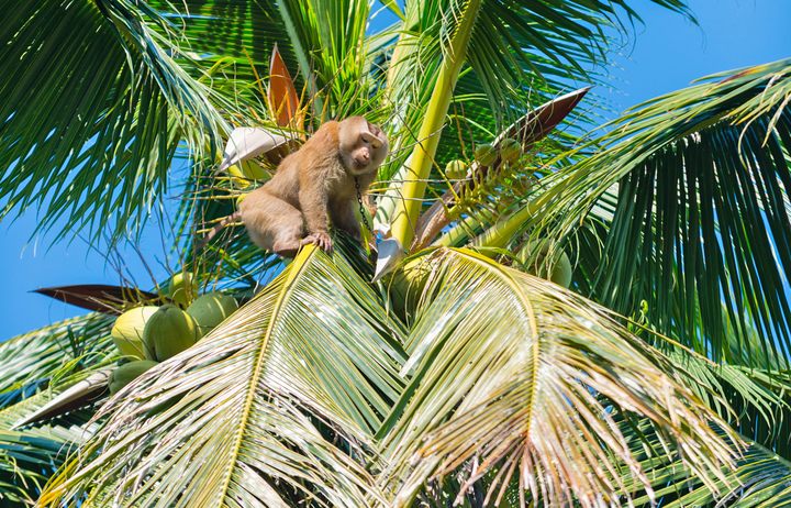 Free AI Image  Close up on monkeys at the market