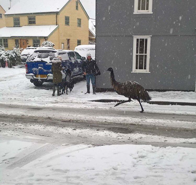 Farange the emu makes a break for freedom.