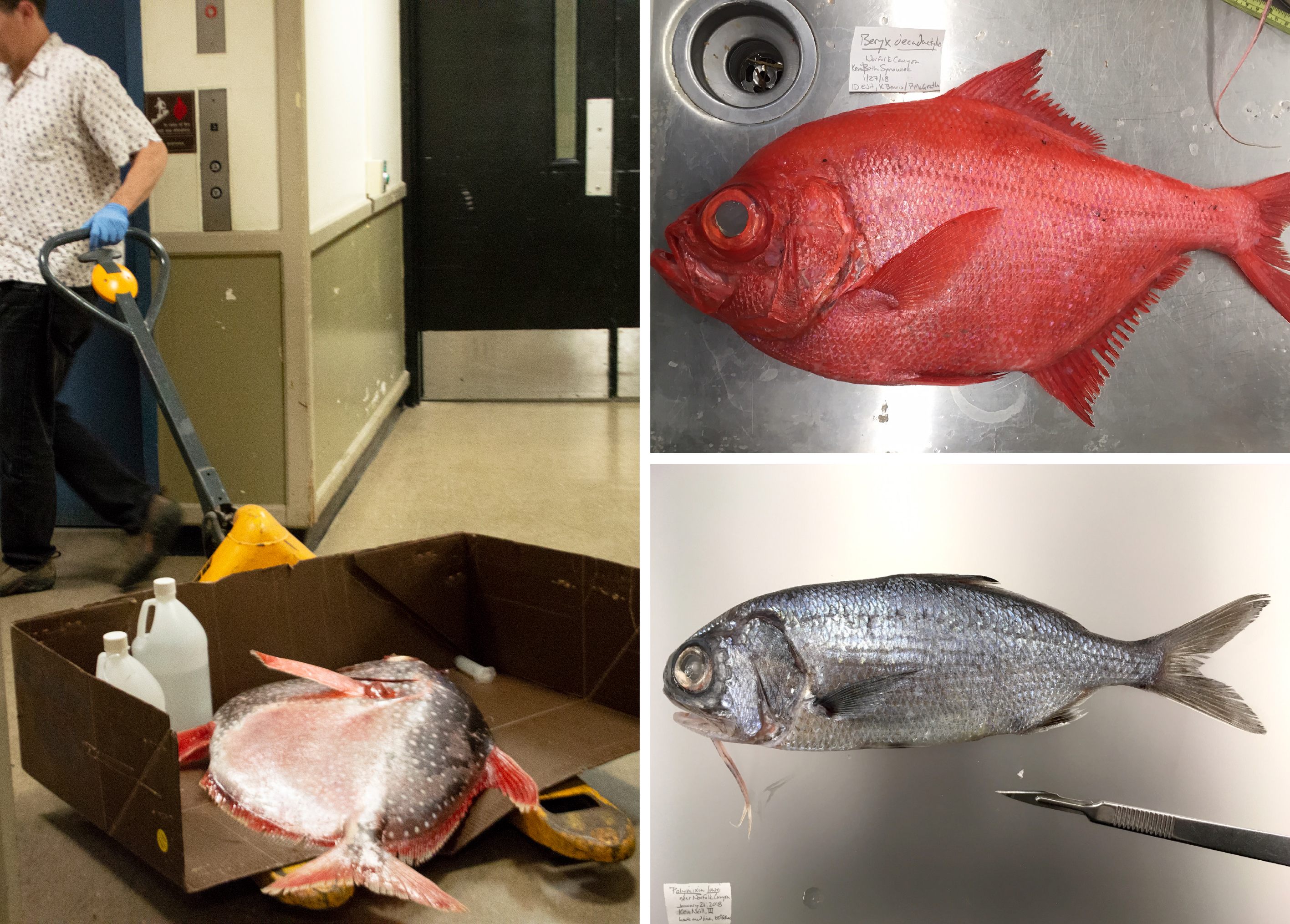Sabaj transports the opah (left); two specimens at the Virginia Institute of Marine Science that were caught by recreational anglers, an alfonsino or red bream (top right) and a beardfish (bottom right).