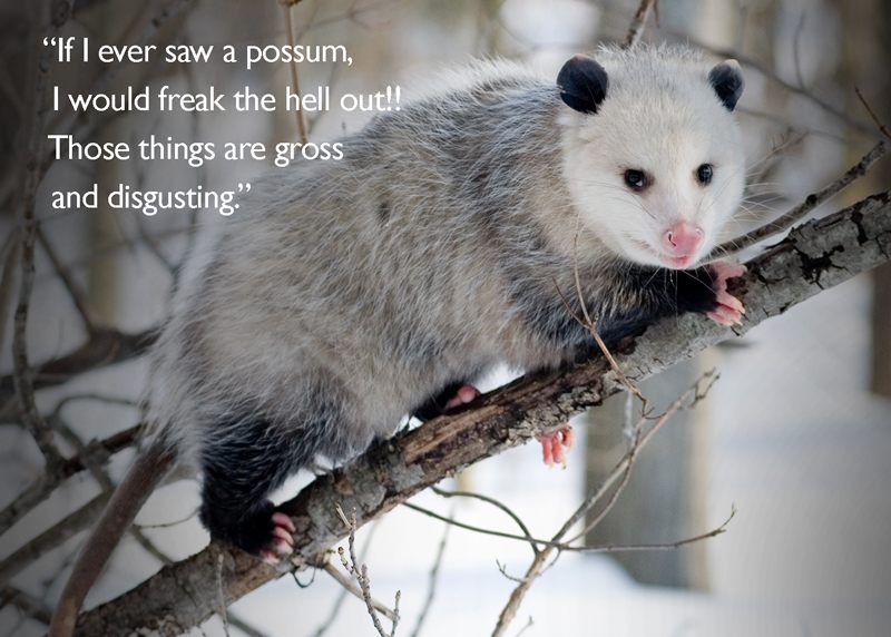 In the YouTube comments, the opossum was a controversial figure.