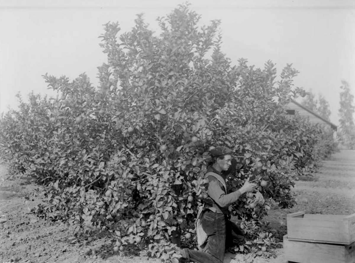 A worker picking lemons in an orchard in California's San Fernando Valley, 1900.