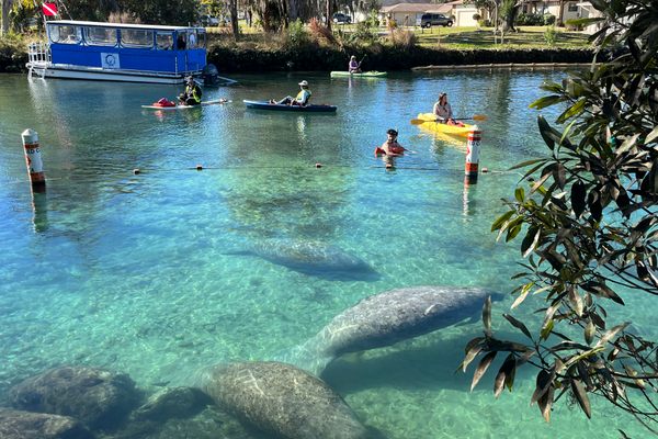 Three Sisters Springs is the only place in the United States where visitors can legally interact with wild manatees.