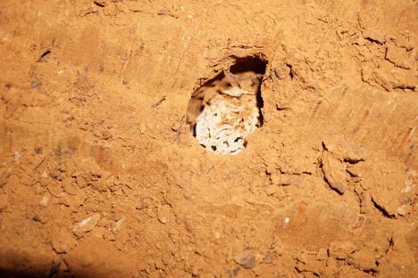 Scientists Prove Agriculture Has Existed for 25 Million Years