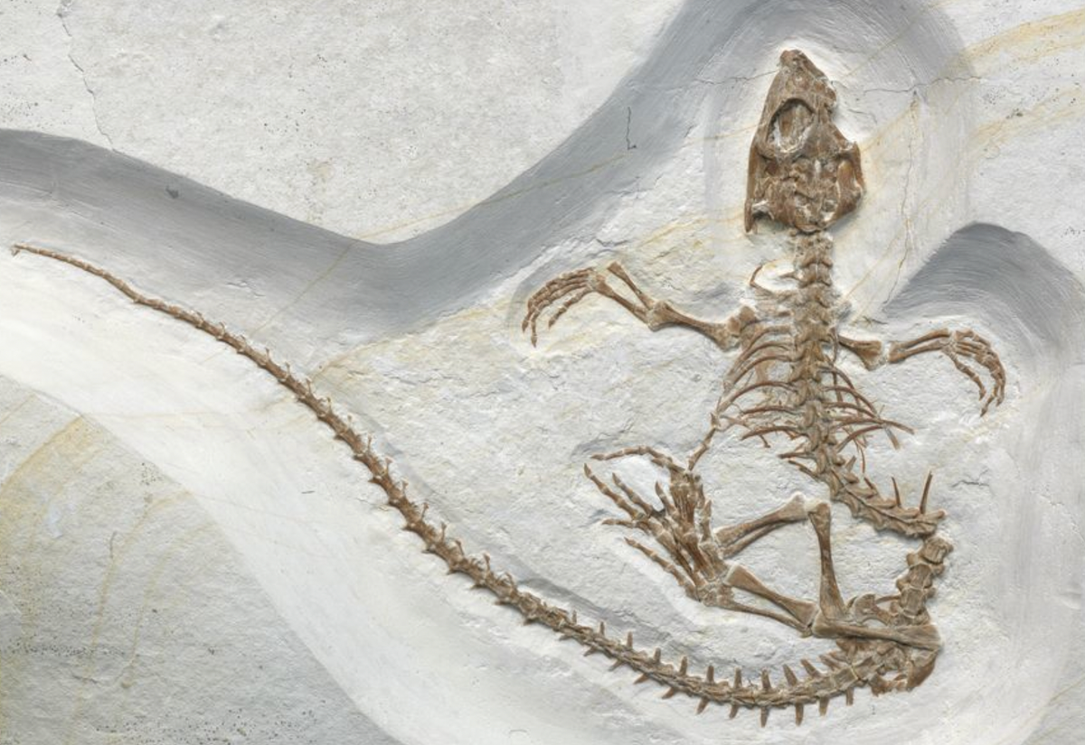 <em>Vadasaurus herzogi</em>—yes, named for German filmmaker Werner Herzog—is an extinct member of <em>Rhynchocephalia</em>, a once-diverse order now represented only by tuatara.