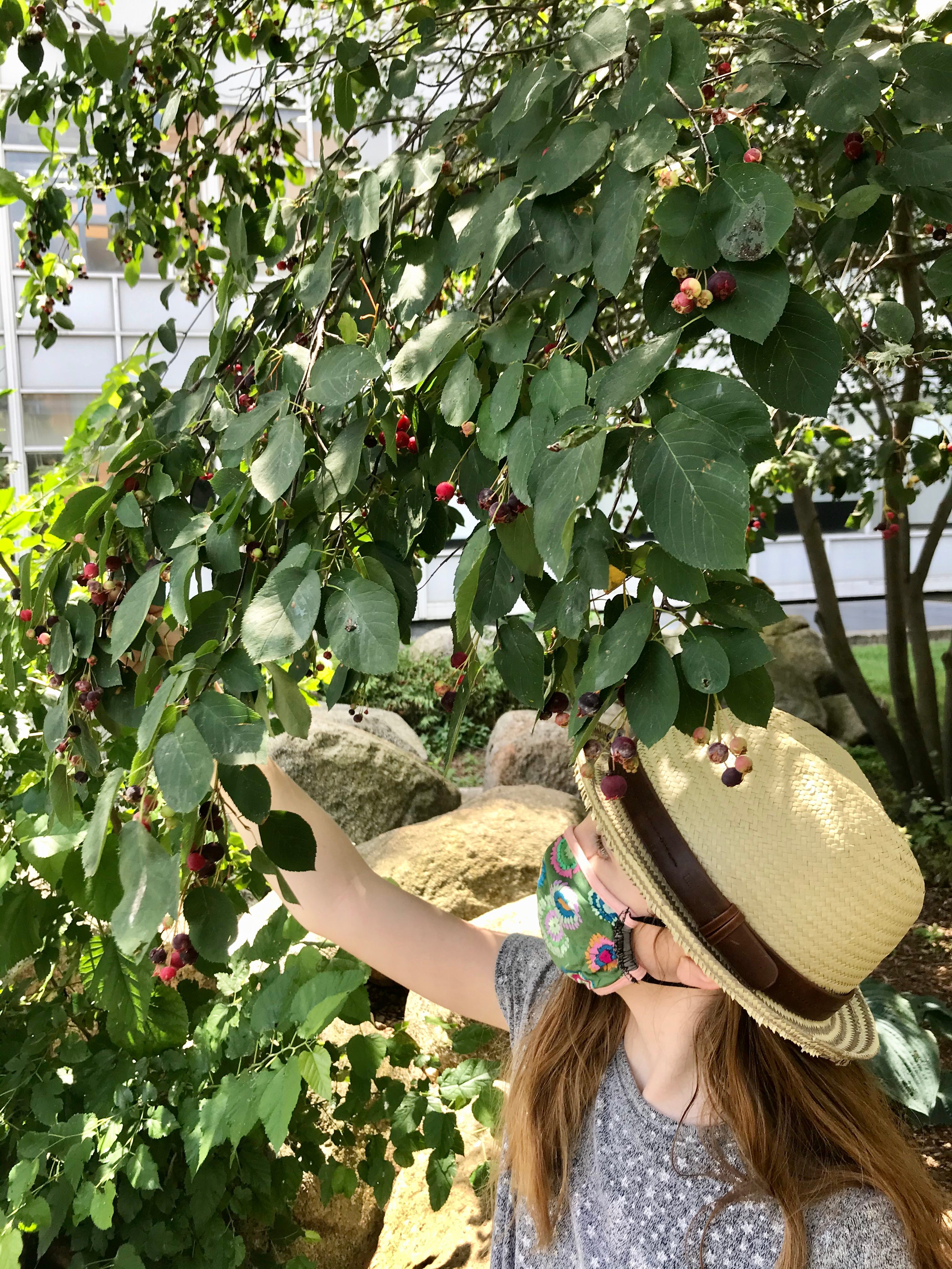A participant in the League of Urban Canners picks Juneberries from a neighborhood tree.