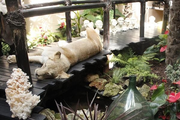 Sleeping lioness in the courtyard of the Colonial House